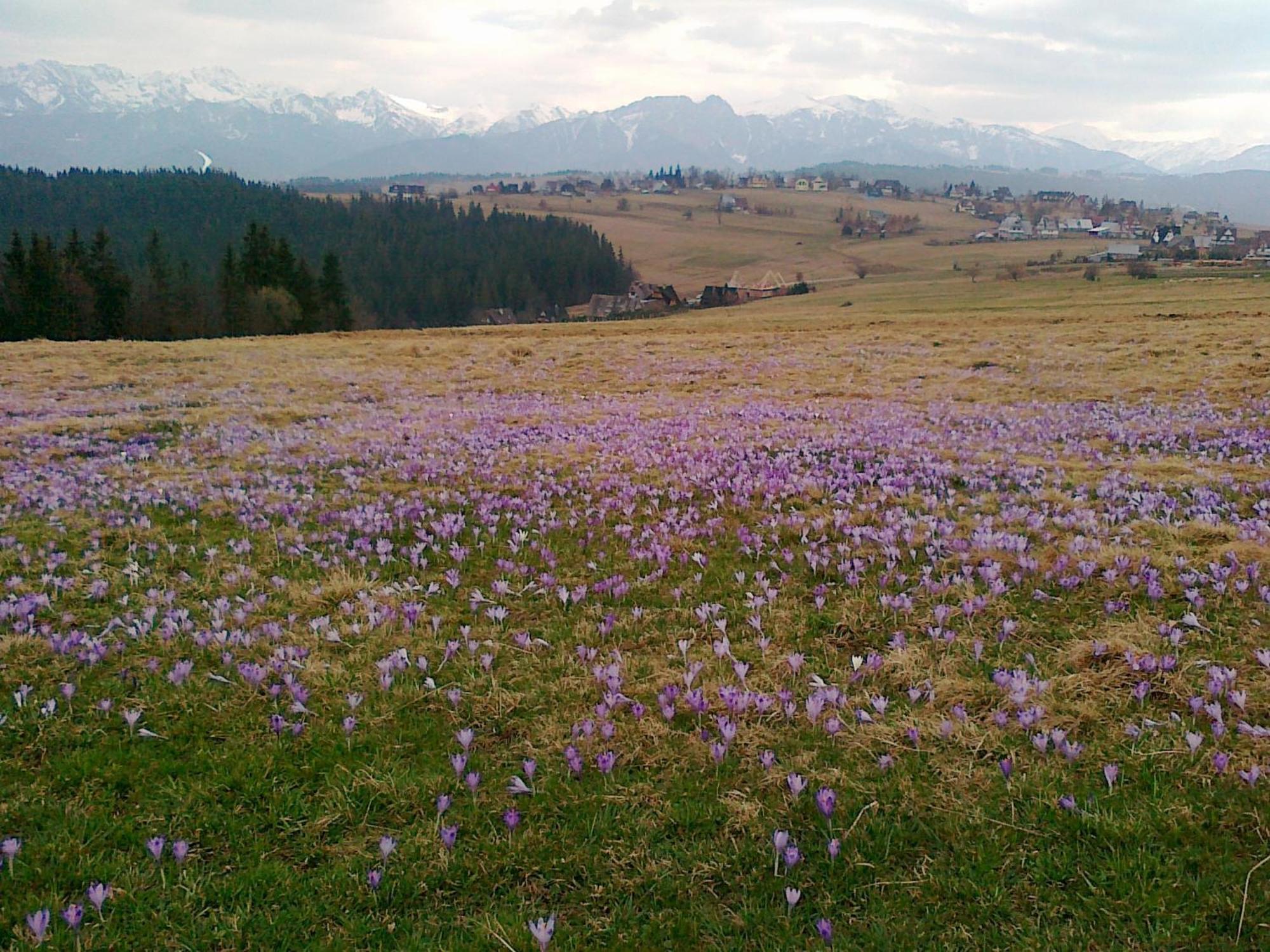 Goralska Chata Bustryk Exterior foto